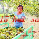 Buy Chinese Nuts Whole Food Chestnuts