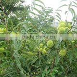 chinese chestnut fresh and big