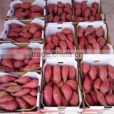 New crop sweet potato from Chinese factory