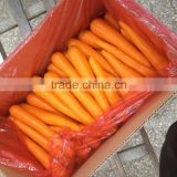 New Season Fresh Carrot For Sale