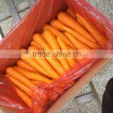New Season Fresh Carrot For Sale thumbnail-1