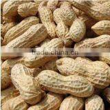 Chinese good quality peanut in shell ,the biggest groundnut factory