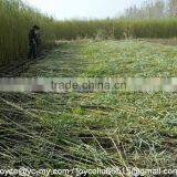 Mingyue Factory Osier Reaper for Tall Crops thumbnail-3