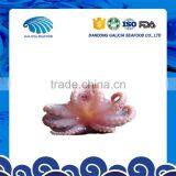 Fresh Frozen Seafood Baby Octopus in Stock With Favourable Price thumbnail-1