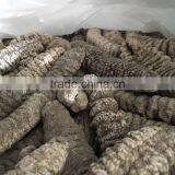 Fully Dried Mexicana thumbnail-3