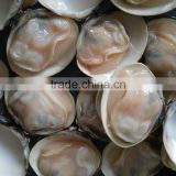 Wholesale Meretrix lyrata Frozen Seafood Hard Clam