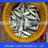 Frozen Horse Mackerel Whole Round thumbnail-1