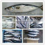 Wholesale New Fresh Frozen Seafood With Competitive Price thumbnail-2