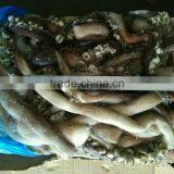 Wholesale for Feeding Cheap 25cm+ Live Squid thumbnail-1