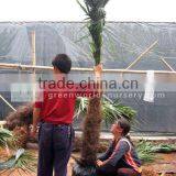 Trachycarpus Fortunei thumbnail-1