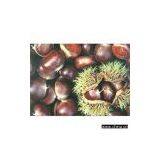 Sell Fresh Chestnuts thumbnail-1