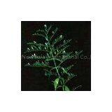 Andrographis Paniculata Extract/Andrographolides thumbnail-1