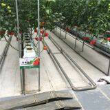 PC Sheet Greenhouse for Cherry Tomato Cultivation With Stone Wool Substrate