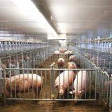 Steel Structure Complete Poultry Farm Shed Design for Pig thumbnail-5