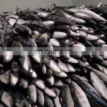 Hot Sale Frozen IQF Yellow Tail Scad Fish Price Mackerel Seafood for Market 8kgs up thumbnail-4
