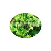 Hot Sale Natural Nettle Root Extract Powder thumbnail-2