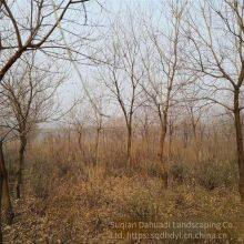 in 2020, the Price of a Chinese Tallow Tree With a Trunk Diameter of 10 Centimeters is 220 Yuan per Tree. Chinese Tallow Tree Base for Street Trees thumbnail-5