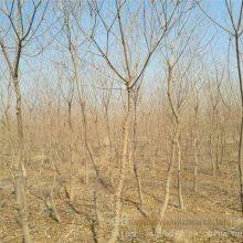 One Chinese Tallow Tree With a Trunk Diameter of 8 cm at Breast Height in 2020 for Sale thumbnail-1