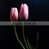 With High Quality and Grade Flower Bulbs Type Tulip With Low Price and Fast Shipping thumbnail-3