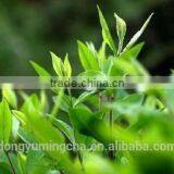 100% Natural Green Tea Extract Polyphenols 20%-98% EGCG 10%-95% Catechins 10%-90% HPLC thumbnail-4