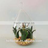 New Arrival Pot Plant Aloe for Home Decoration thumbnail-1