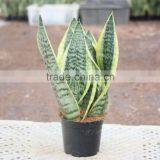 Sansevieria Superba Indoor Ornamental Plants thumbnail-1