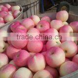 Fresh Red Gala Apple thumbnail-3