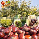 Chinese Chestnut thumbnail-6