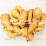 CHINESE FRESH GINGER thumbnail-2