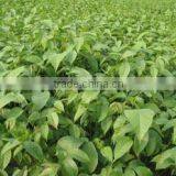 Syzygium Samarangense Tree Seedlings, Java Apple, Semarang Rose-apple, Wax Jambu thumbnail-5