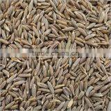 High Quality Cumin Seed thumbnail-2
