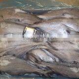 Frozen Brama Fillet,Skinless &PBO & 20%Glazing thumbnail-3