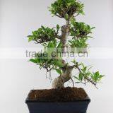 Indoor Plant Ficus 25cm Art thumbnail-1