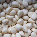 Garlic Clove thumbnail-2