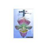 Stone Carving thumbnail-1