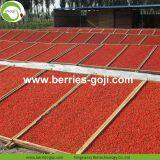 Factory Hot Sale Dried Himalayan Goji Berry thumbnail-4