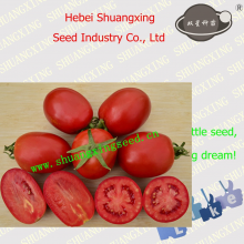 Hot Sale Processing Type Tomato Seed for Planting thumbnail-3