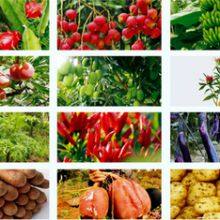 Agrochemicals Paclobutrazol 15%wp Powder Mango Control Overgrowth Cas 76738-62-0 thumbnail-3