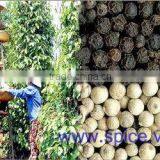 Black Pepper Best Quality & Price thumbnail-2