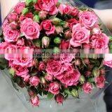 Colorful Sprayed Rose High Quality Fresh Cut Rose Flower thumbnail-1