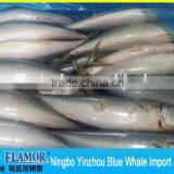 Scomber Scombrus and Japonicus Pacific Mackerel