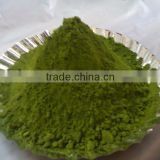 high quality Moringa powder for sale