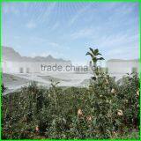 HDPE Hail Netting Anti Hail Netting Plastic Anti-hail Nets thumbnail-5