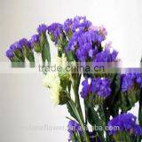 Best Selling Natural Myosotis Sylvatica Flower thumbnail-4