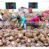 FDA Zero Calorie and Low Fat Konjac Fettuccine thumbnail-3