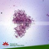 Direct Factory Individual Bacteria Microbiology Prepared Microscope Slides thumbnail-2
