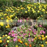 2016 Newest Design Top Quality Fashion A15 1.5Ton Fiberglass Flower Pots Fiberglass Manhole Cover thumbnail-3