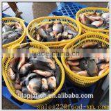 Whole Round Chinese Pomfret thumbnail-1