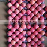 Fuji Apples Wholesale Fruit Prices thumbnail-4