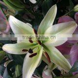 Free Shipping Sweet Smell Fresh Cut Lily Flower Fresh Flowers High Quality thumbnail-2